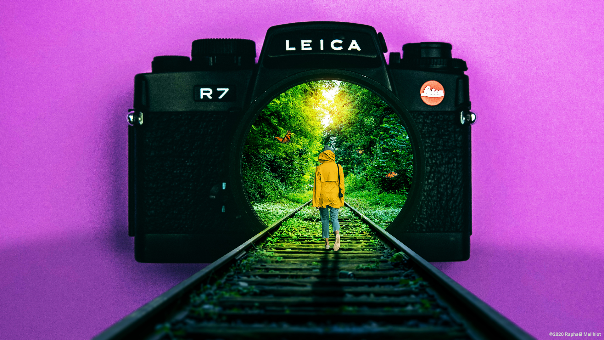 
                                                                                     Le monde des monarques                                                                             